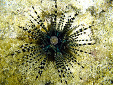 Echinothrix calamaris